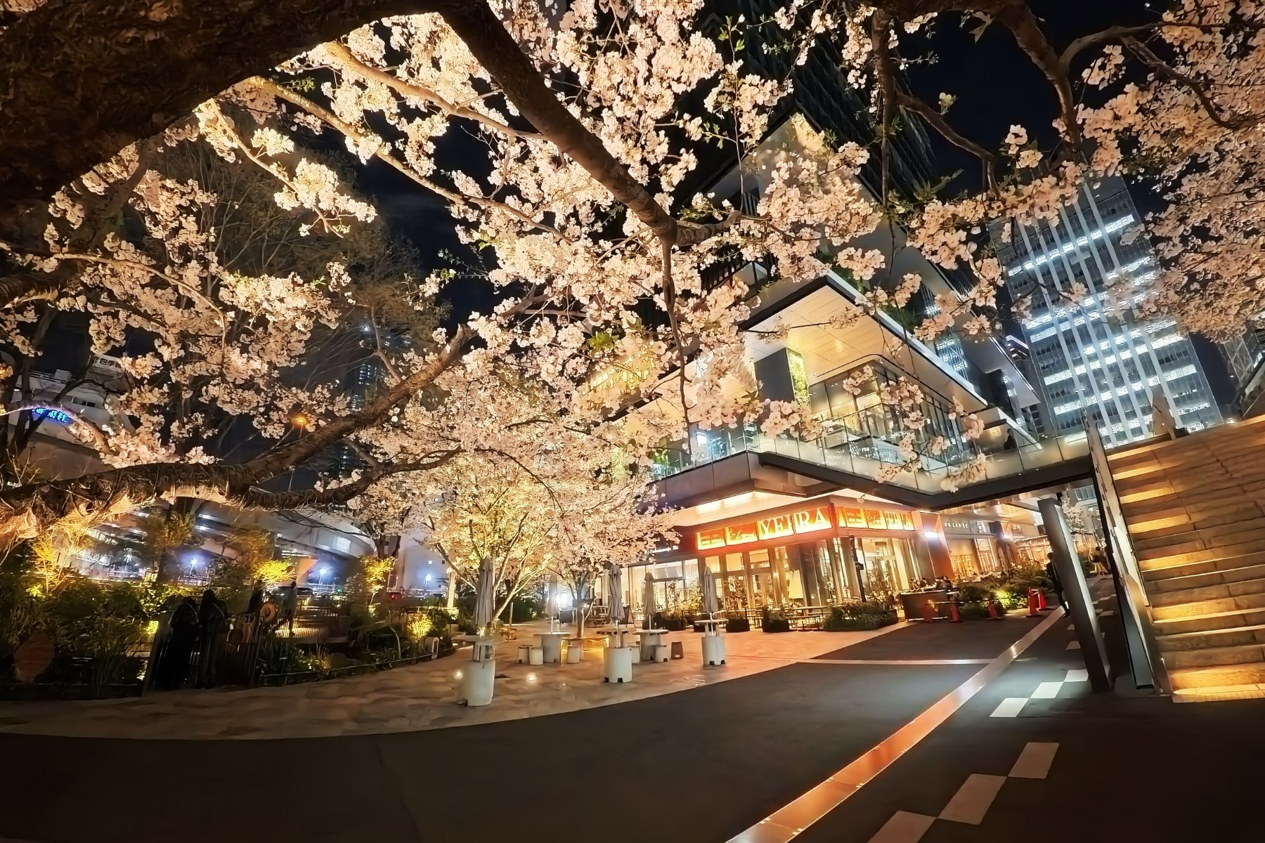 Ace-Pro-2で撮影した夜間の桜